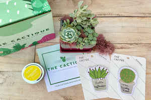 The Cactique Boutique Box