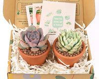 Succulents Box