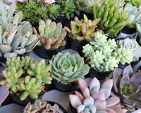 Succulents of the Month