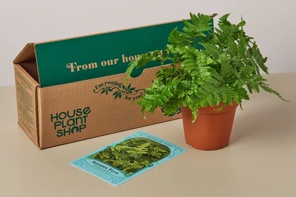 houseplant-shop-fern.jpg