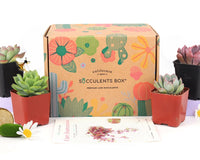 Succulents Box