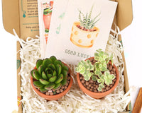 Succulents Box