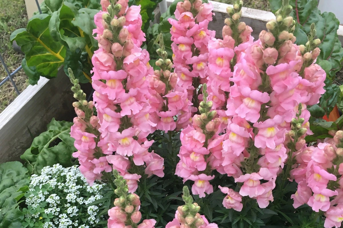 Bright pink budding flowers