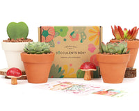 Succulents Box