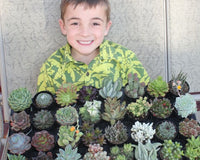 Succulents of the Month