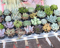 Succulents of the Month