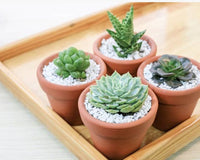 Succulents Box