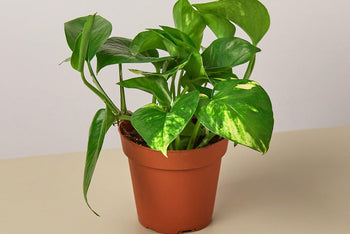 Golden Pothos