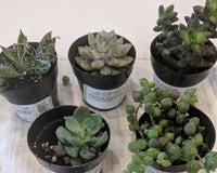 Succulents of the Month