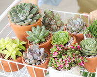 Succulents Box