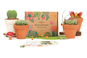 Succulents Box