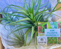 Air Plants Monthly