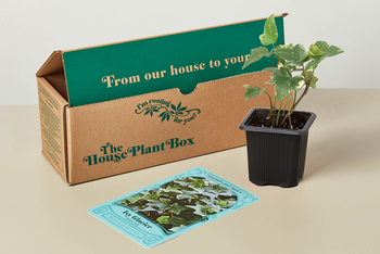 House Plant Box